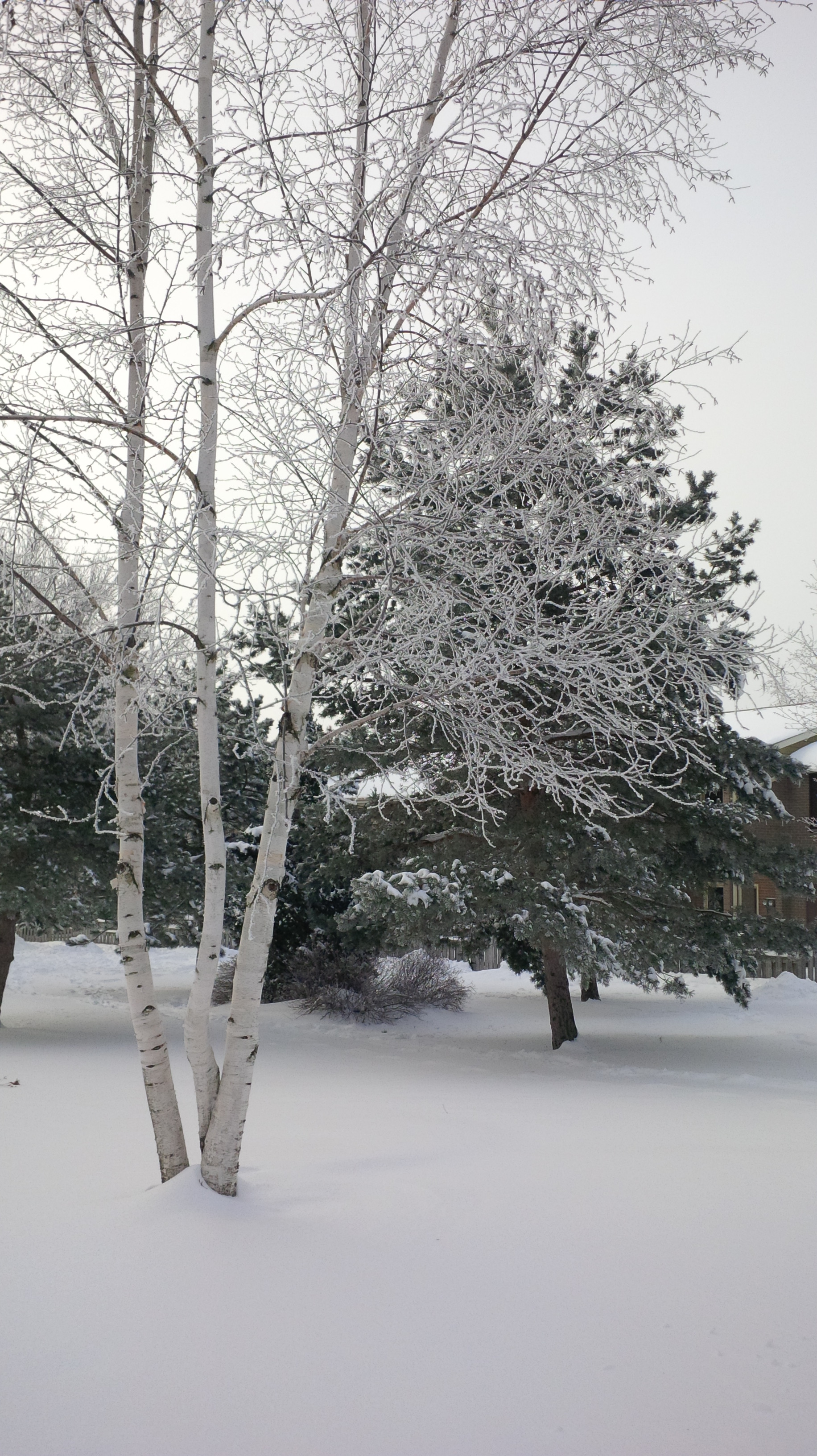 photo of a birch tree with 3 trunks in front of a pine tree all covered in snow.