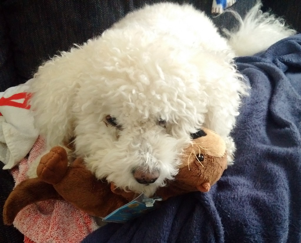 Yes, that's an otter he's resting his chin on, while he plots revenge. 