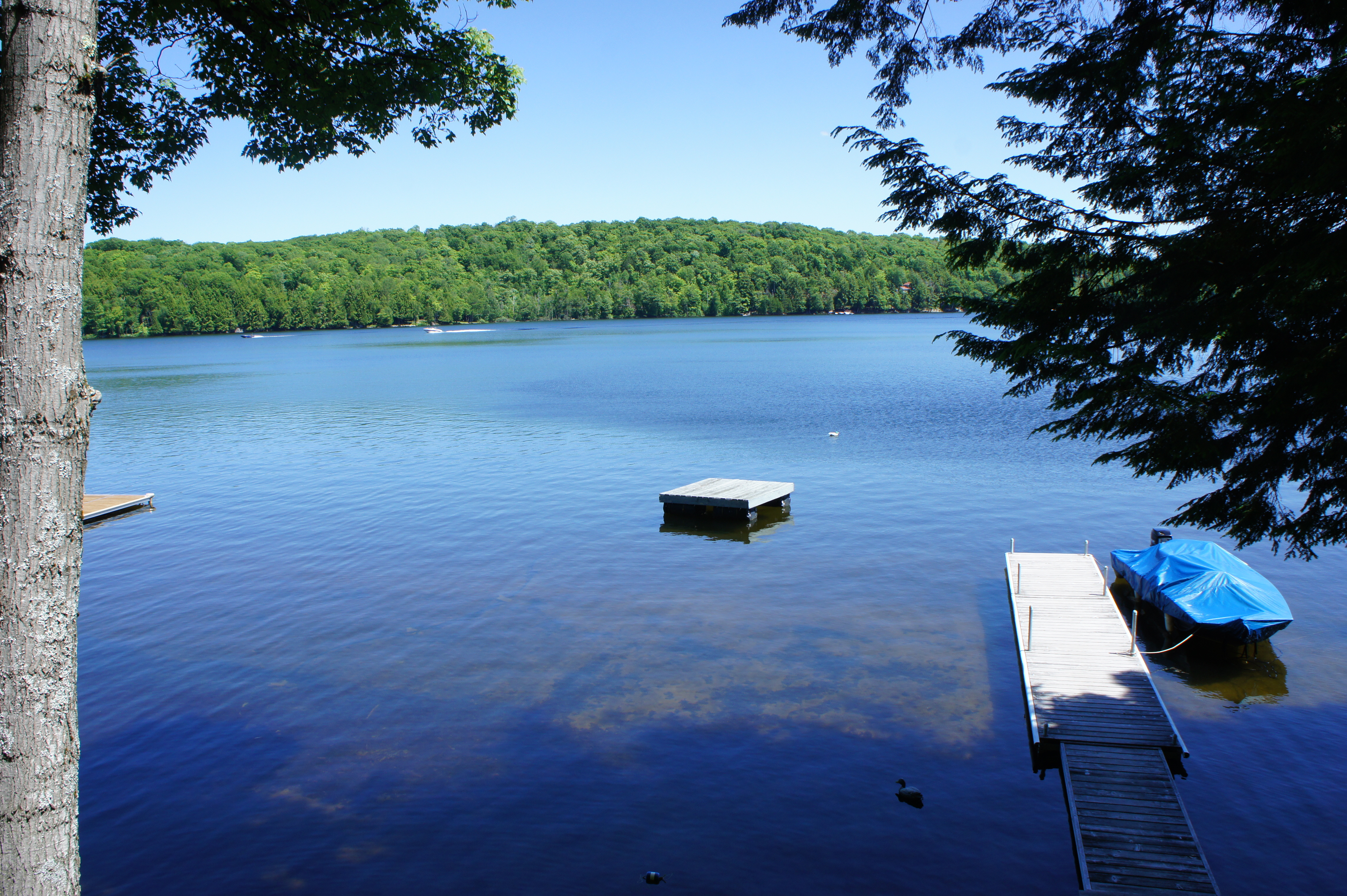 A dock and a raft in a lake with trees along the other side. There is one boat out on the lake.