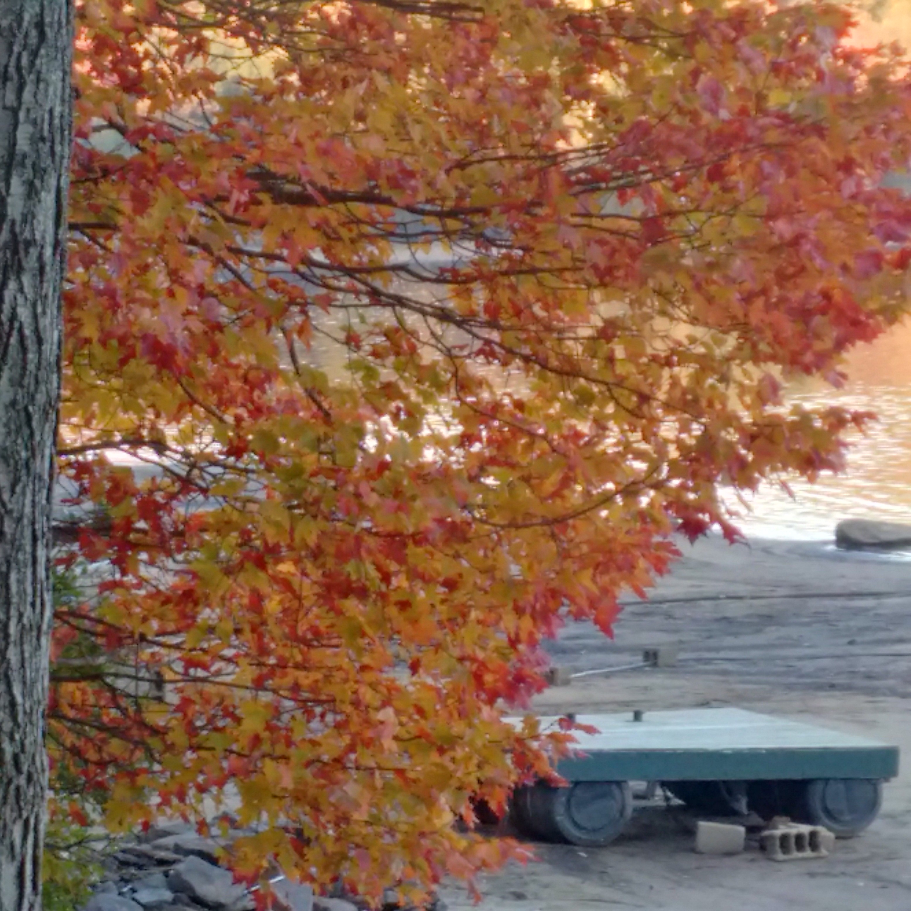 A maple tree with yellow leaves and bright red flashes on them